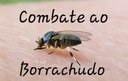 COMBATE AO MOSQUITO BORRACHUDO